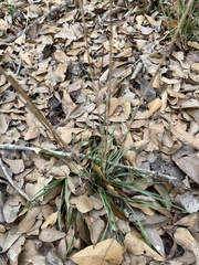 Elymus glabriflorus