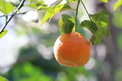 Citrus deliciosa