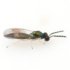 Eulophinae