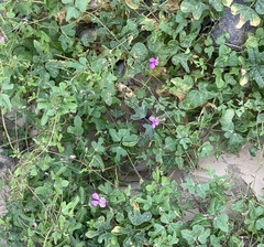 Phaseolus filiformis