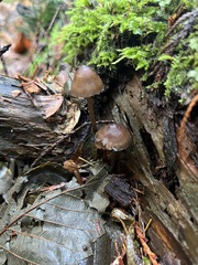 Mycena silvae-nigrae