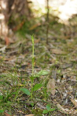Pterostylis monticola