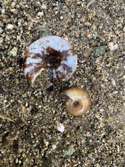 Glyptostoma gabrielense
