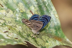 Mesosemia antaerice