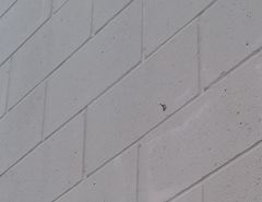 Zygaenoidea