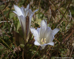 Gentiana newberryi tiogana