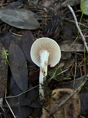 Alboleptonia