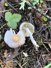 Inocybe pallidicremea