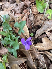 Viola triloba