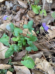 Viola triloba