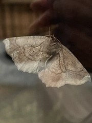 Eutrapela clemataria