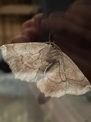 Eutrapela clemataria