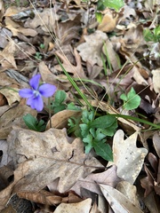 Viola triloba