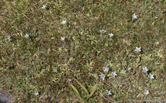 Gentiana newberryi tiogana