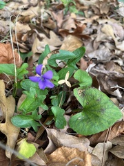 Viola triloba