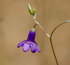 Conanthera campanulata