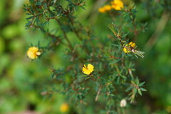 Pultenaea muelleri