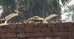 Callosciurus pygerythrus