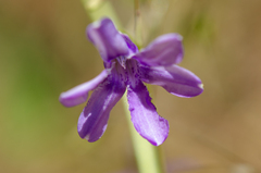 Conanthera campanulata
