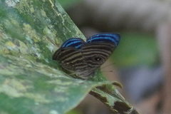 Mesosemia antaerice