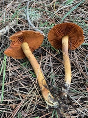 Cortinarius croceus