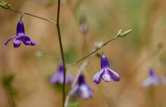 Conanthera campanulata