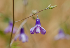 Conanthera campanulata