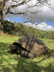 Chelonoidis niger porteri