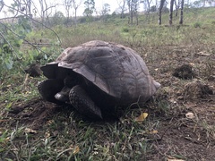 Chelonoidis niger porteri