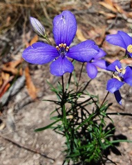 Cheiranthera linearis