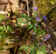 Polemonium reptans