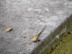 Anolis sagrei