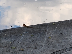 Anolis sagrei