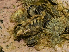 Pinctada imbricata