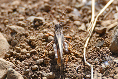 Oedaleus australis
