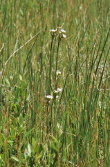 Primula egaliksensis