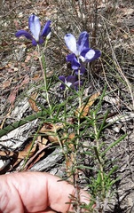 Cheiranthera linearis