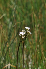 Primula egaliksensis