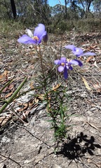 Cheiranthera linearis