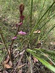 Dipodium roseum