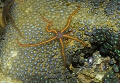 Ophiothrix
