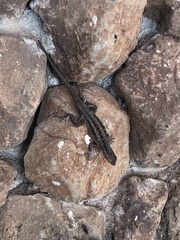 Microlophus indefatigabilis