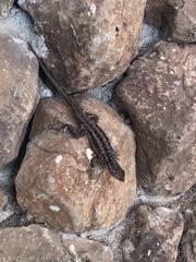 Microlophus indefatigabilis