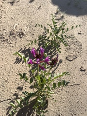 Astragalus crotalariae