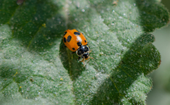 Hippodamia variegata