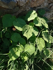 Callianthe pauciflora