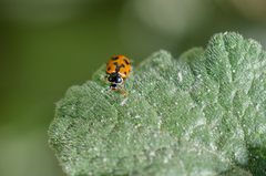 Hippodamia variegata