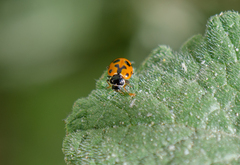 Hippodamia variegata