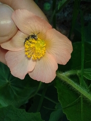 Callianthe pauciflora