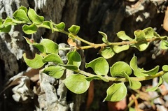 Acacia clandullensis